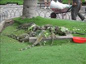 Iguana's at a park we visited : by emilyhanneman, Views[166]