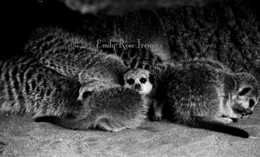 Meerkats from the Royal Melbourne Zoo.