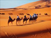 Encountering wild camels while journeying across the land of the Tuareg.: by emilys, Views[687]