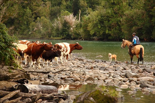 Due to the lack of bridges in some areas, the animals must swim across the river. Dogs and Horses are essential in this process.