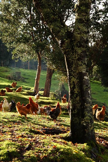Chicken running free in the farm, natural and tasty.