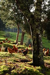 Chicken running free in the farm, natural and tasty.: by eminte, Views[291]