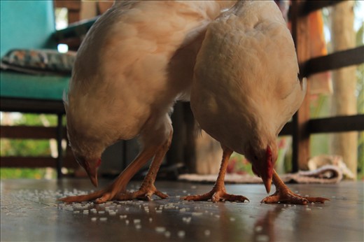 Adam and Eve. Scarce rice is feed to the chooks to keep them healthy.