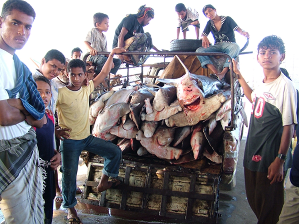 Young boys work from a young age at a fish market in Yemen.