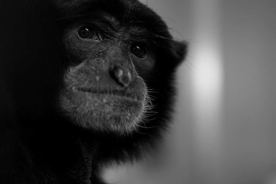 One of the male Agile Gibbons that have helped Twycross protect the species