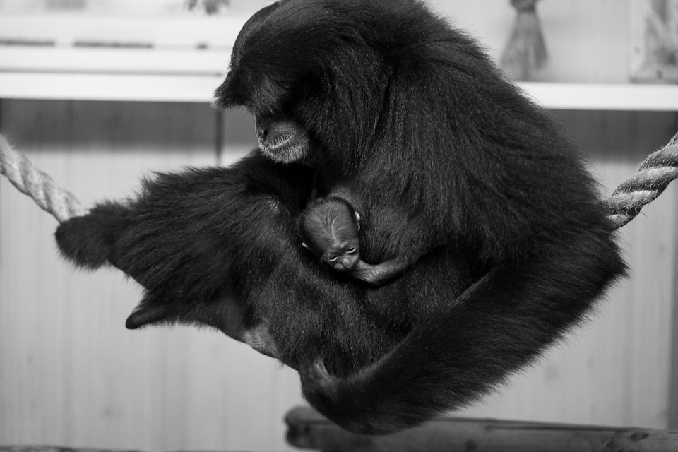 An Agile Gibbon mother readies herself to catch her newborn as it peers out.