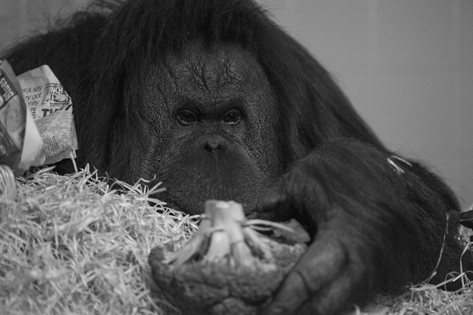 Twycross experts estimate Orangutans will be extinct in the wild within a decade