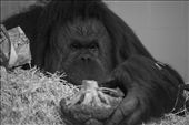 Twycross experts estimate Orangutans will be extinct in the wild within a decade: by emmajeffery, Views[321]