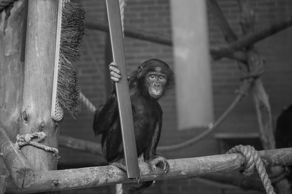 Twycross is one of the rare zoos to house Bonobos- one of our closest relatives.