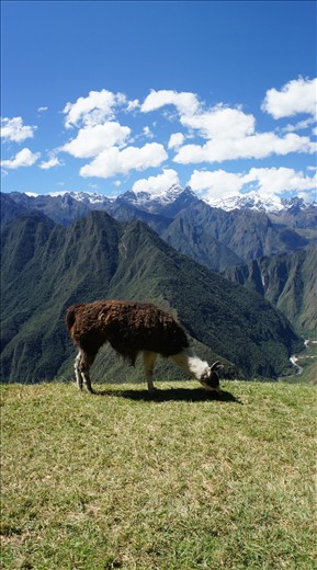 Llamas thrive in the high altitude of the Peruvian Andes