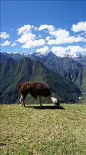 Llamas thrive in the high altitude of the Peruvian Andes: by emmamckay, Views[440]