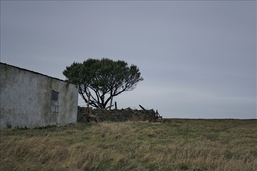 The only tree on the Island that survives every storm