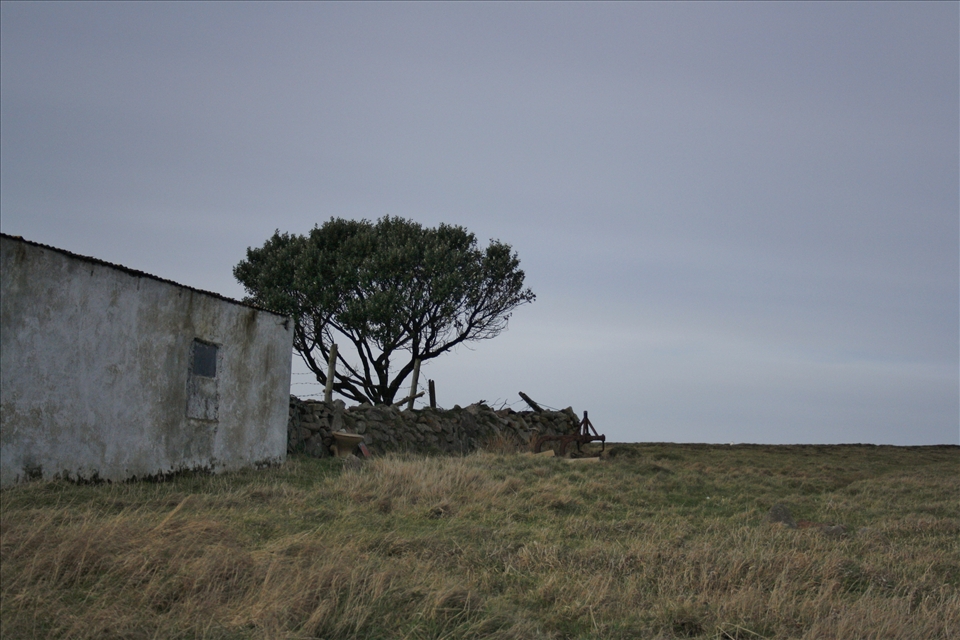 The only tree on the Island that survives every storm