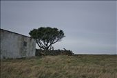 The only tree on the Island that survives every storm: by emmamooney, Views[359]