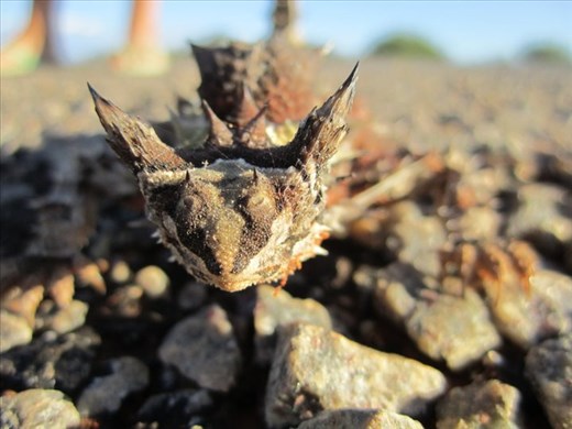 Thorny Devil, Western Australia