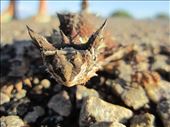 Thorny Devil, Western Australia: by emu, Views[405]