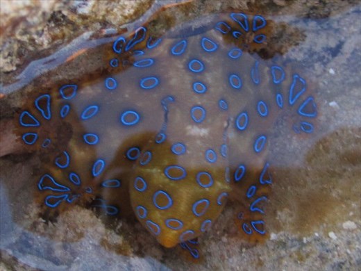 Blue ringed octopus, Western Autralia