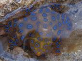 Blue ringed octopus, Western Autralia: by emu, Views[392]