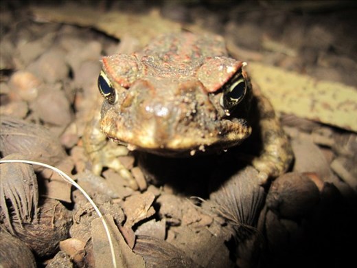 Cane Toad, Queensland
