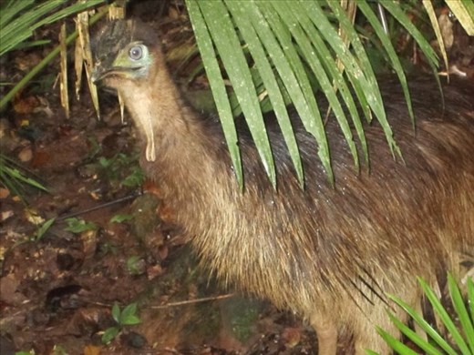 Curious chick, Queensland