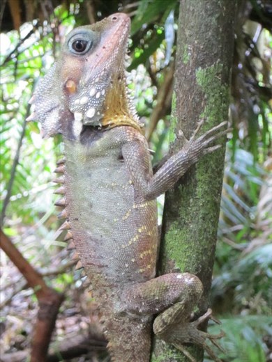 Boyds dragon, Queensland
