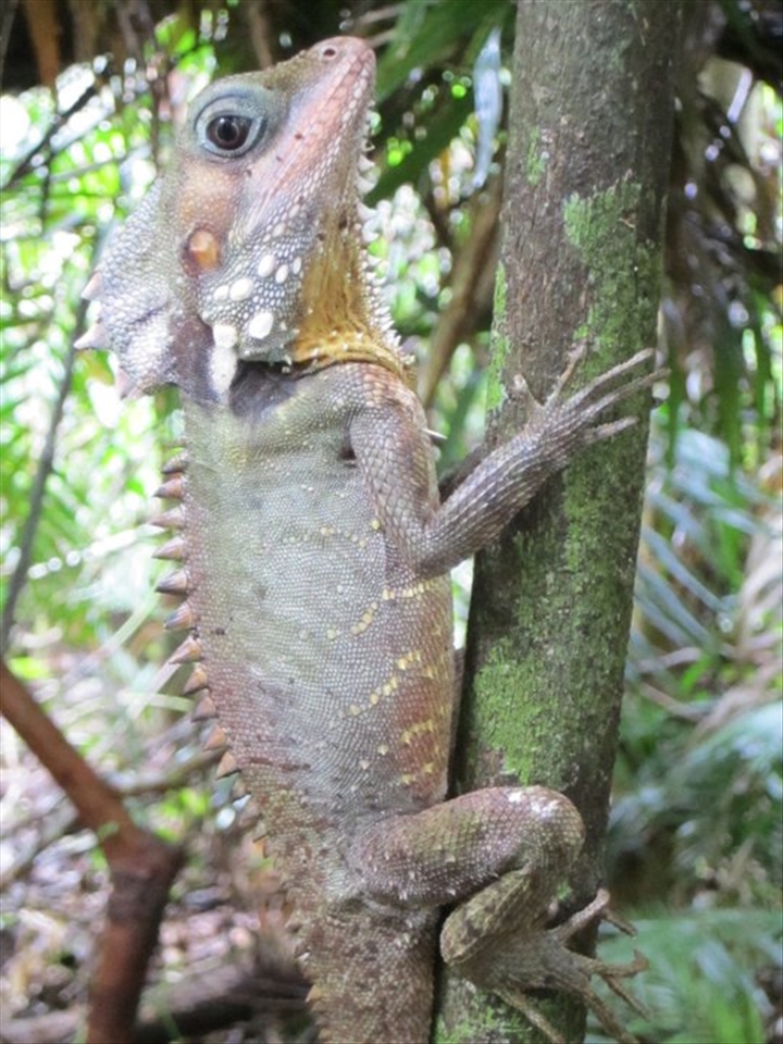 Boyds dragon, Queensland