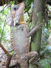 Boyds dragon, Queensland: by emu, Views[325]