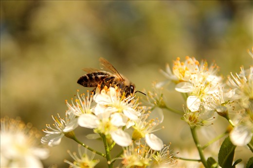A bee at work...who knows when it takes the holidays?