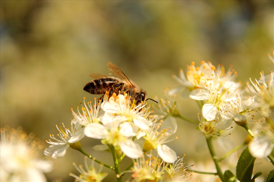 A bee at work...who knows when it takes the holidays?