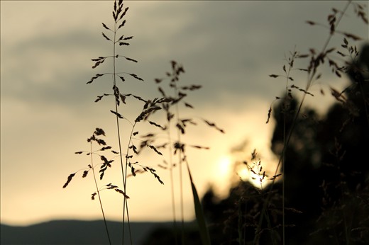 Sunset seen from the perspective of a plant, goodbye sun..