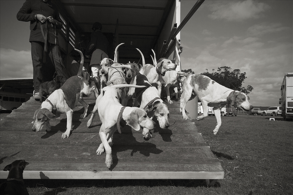 The Fox hounds are let out of their trailer. In Excitement they storm out.