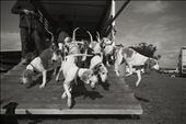 The Fox hounds are let out of their trailer. In Excitement they storm out.: by englishfoxhuntaustralia, Views[640]