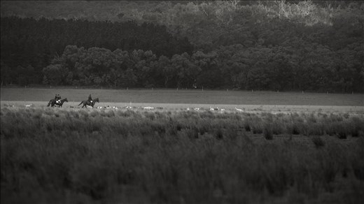 The Hunt Master leads the Hounds through the fields,trying to find the fox scent