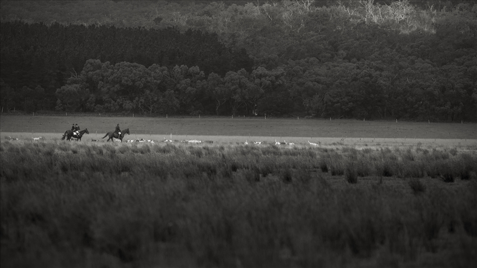 The Hunt Master leads the Hounds through the fields,trying to find the fox scent
