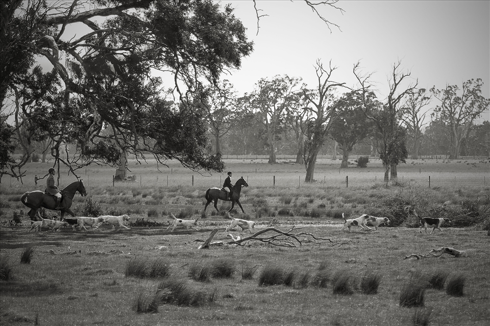 The Hounds have found a fox scent and now start to chase the fox.