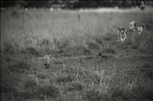 The Hounds getting closer. But this still doesn't mean the clever fox has lost.: by englishfoxhuntaustralia, Views[655]