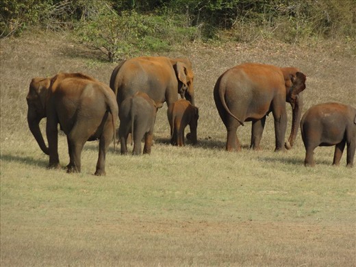 A bunch of Elephants in search of food beside a lake.