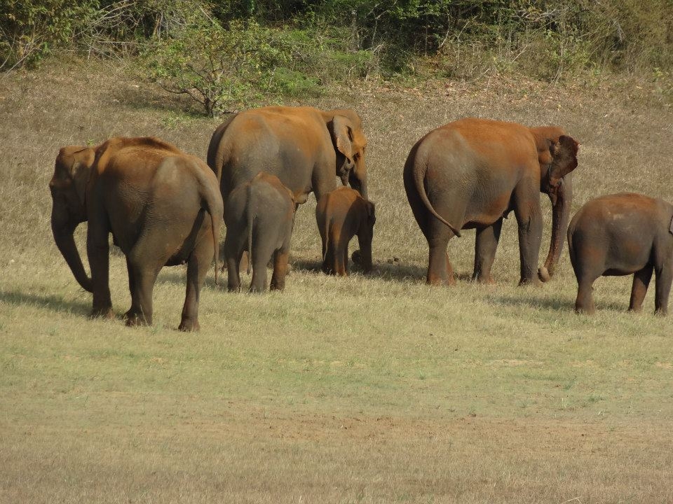 A bunch of Elephants in search of food beside a lake.