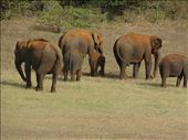 A bunch of Elephants in search of food beside a lake.: by enigma, Views[321]