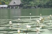 On the Rio Dulce: by enilorac, Views[352]