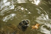 The turtle: by enilorac, Views[336]
