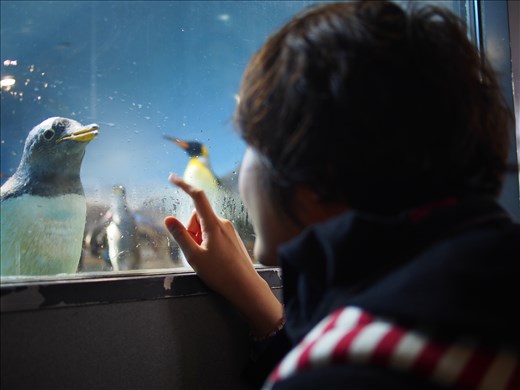 Time stood still for both of them, seemingly mesmerized by each other´s presence. The baby penguin ignored its food while my friend was lost to the world, unaware that I was photographing them.