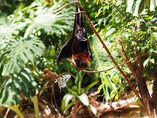 The bat must have smelled like nectar, causing the butterfly to do a dance of death around him. After a couple of missed left and right hooks (literally!), the butterfly left unscathed and the bat resumed his vampire-like pose then dozed off.