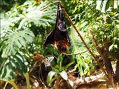 The bat must have smelled like nectar, causing the butterfly to do a dance of death around him. After a couple of missed left and right hooks (literally!), the butterfly left unscathed and the bat resumed his vampire-like pose then dozed off.: by enplim, Views[549]