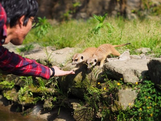 Nothing beats a good old handshake when meeting unusual creatures for the first time, extra terrestrials or not. A looming crow spoiled the fun, however, causing the meerkats to bolt off like sacred rabbits.