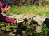 Nothing beats a good old handshake when meeting unusual creatures for the first time, extra terrestrials or not. A looming crow spoiled the fun, however, causing the meerkats to bolt off like sacred rabbits.: by enplim, Views[498]