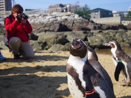 This young penguin hams it up for the photographers at Nagasaki Penguin Park.
