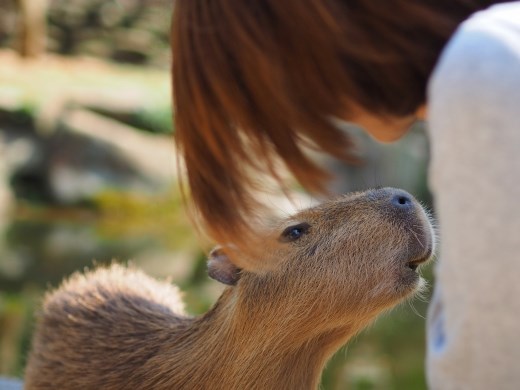 This shot would have looked normal if a dog were in the picture instead of a young capybara looking for a chance to plant a wet kiss on the girl´s face.