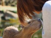 This shot would have looked normal if a dog were in the picture instead of a young capybara looking for a chance to plant a wet kiss on the girl´s face.: by enplim, Views[454]