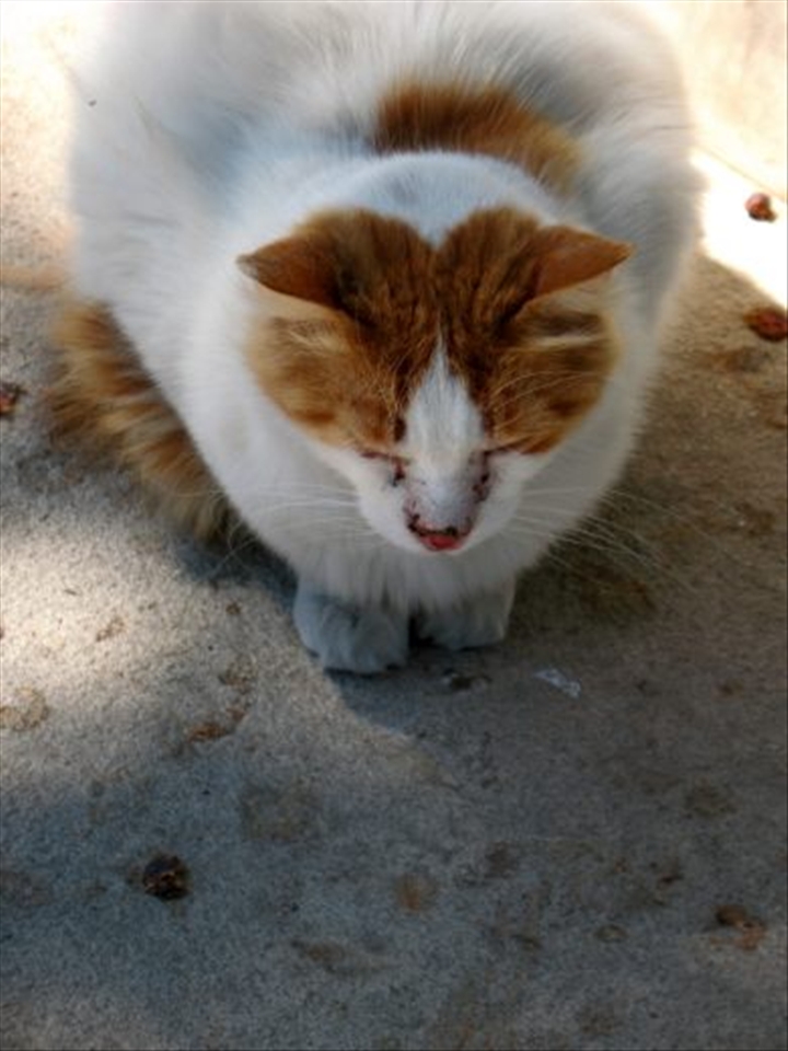 Maltese cat. Taking an afternoon nap in the shade..